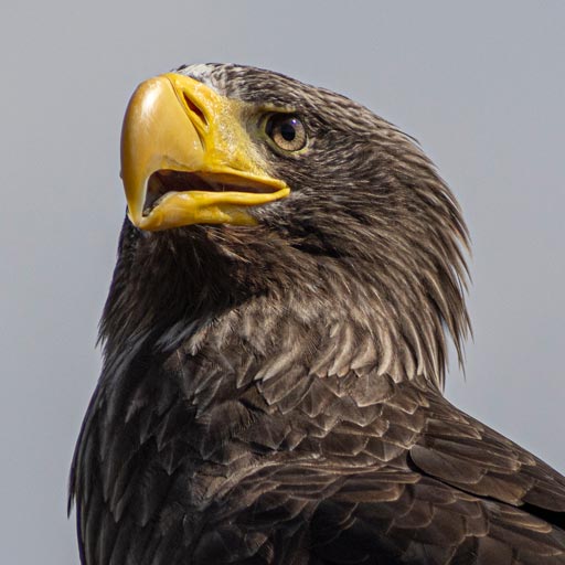 Steller's Sea Eagle